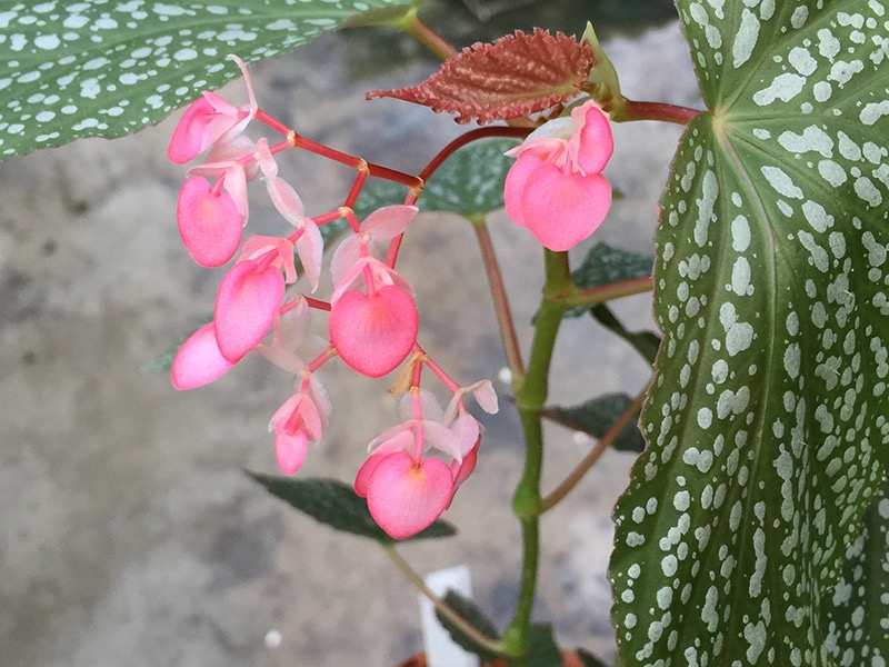 B. ‘Kay Tucker’